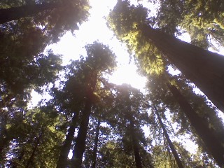 Avenue of the Giants: A Glimpse of the Creator