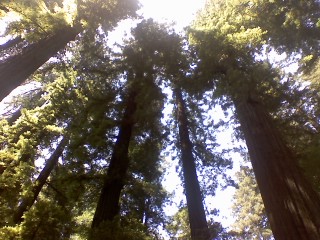 Avenue of the Giants: Reaching Out for the Invisible God